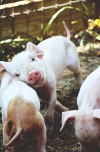 piggies
